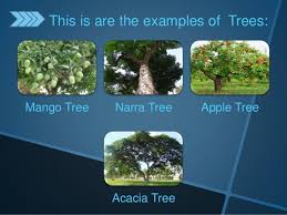 Check spelling or type a new query. Classifying Plants According To Different Kinds