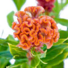 Celosia Orange Fresh Flower Fiftyflowers Com Wholesale Flowers July Flowers Flowers
