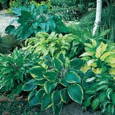 7 Tips For Growing Hostas In Your Garden - Craft Klatch