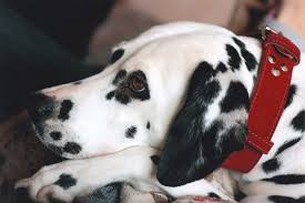 What are the signs of cancer in dogs? Cancer In Dogs Symptoms And Treatment