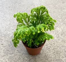 Image result for Selaginella nivea