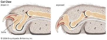 Clipping the tips of your cat's claws has a lot of advantages. Nail Disorder And Torn Nails In Dogs And Cats