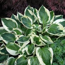 Maybe you would like to learn more about one of these? Patriot Hosta Great Garden Plants