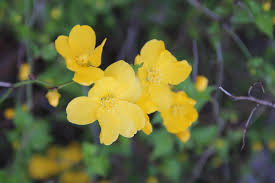 Image result for Kerria