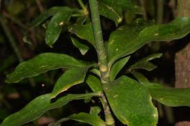 Image result for Dracaena camerooniana