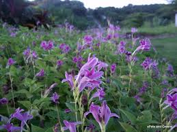 Image result for Asystasia intrusa