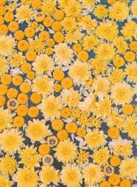 Pinterest Theweirdearthen Instagram Theweirdearthen Gele Bloemen Gele Achtergrond Geel