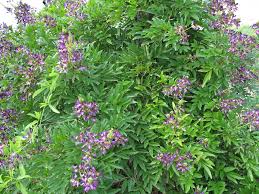 Image result for Millettia