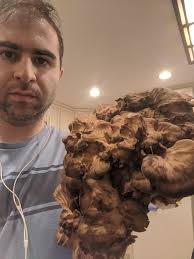 Using black staining polypore in cooking and medicine?