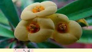 Allah's names are added with meanings. Flowers 99 Names Of Allah Youtube