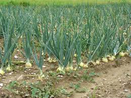 To be successful, you need more than a green thumb and the willingness to get your hands dirty. Starting An Onion Farming Business Plan Pdf Startupbiz Global
