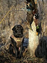 Maybe you would like to learn more about one of these? Bird Dog Training Phoenix Az Gun Dog Training Classes Arizona