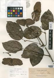 Image result for Illigera