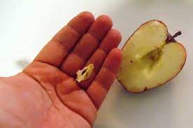How do i make an apple seed sprout? Growing An Apple Tree From Seed Wikifarmer