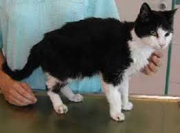 Als schilddrüsenunterfunktion (hypothyreose) bezeichnen mediziner eine mangelhafte hormonproduktion der schilddrüse. Hyperthyreose Bei Der Katze Uberfunktion Der Schilddruse Tierarztpraxis Dr Rogalla Dr Rummel