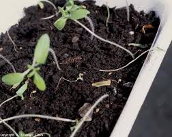 Image result for tomato seedling damping off