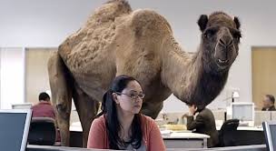 One of his latest projects includes the voice of the geico camel in a new commercial. Meet Chris Sullivan The Voice Of The Geico Camel Hump Day Video