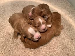 We did not find results for: Cockapoo Puppies For Sale Cockapoo Breeder In Iowa