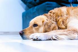 Bei einem hund, der einer rasse angehört, die zwölf jahre alt wird, wäre dies bereits ab dem 8. Verhalten Alter Hunde Anzeichen Und 6 Tipps Fur Den Alltag Tractive Blog