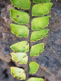 Image result for Adiantum incisum