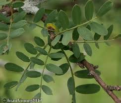 Image result for Ormocarpum