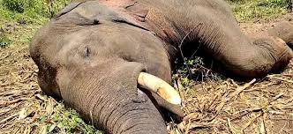 Hakka Patas: The Bane of Elephants in ...