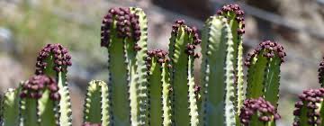 Opuntia cactus, originaria de méxico pero ahora cultivada en muchos climas cálidos, produce dos tipos de alimentos: Hay Cactus Venenosos Las Suculentas Son Venenosas