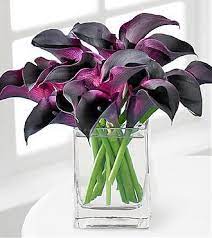 Dark Purple Calla Lilies Purple Calla Lilies Calla Lily Mini Calla Lilies