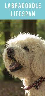 Labradoodle Lifespan How Long Does This Popular Breed Live