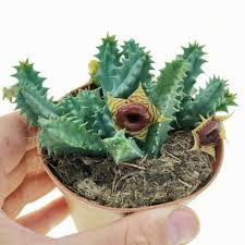 Image result for Huernia zebrina