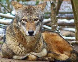 Red Wolf Canine On The Brink Of Extinction Red Wolf Wolf Photos Wild Dogs
