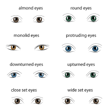 How to apply eyeshadows for almond eye shapes. 8 Different Types Of Eye Shapes Types Of Eyes Types Of Eye Shapes Different Types Of Eyes