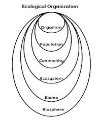 Ecological Organization Chart