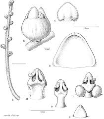 Image result for Cassytha filiformis