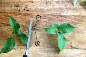 Check spelling or type a new query. How To Grow Clematis From Cuttings Empress Of Dirt