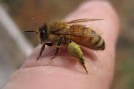 Why Do Honey Bees Sting Are Bees Aggressive Bee Keeping Honey Bee Sting Bee