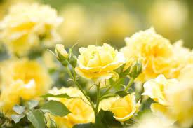 Yellow Roses Wallpaper Wall Mural Download Free Most Beautiful Best Fresh Yellow Rose Flower Beautiful Yello Rose Wallpaper Yellow Roses Yellow Rose Flower