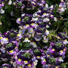 Image result for Nemesia fruticans