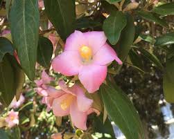Hibiscus regal norfolk island, kingston, norfolk island. Lagunaria Patersonia Gardensonline