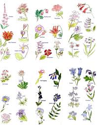 Identify plants and flowers when you upload a picture or take a photo with your phone. Pictures Of Flower Names Google Search Flowers Names And Pictures Flower Names Different Types Of Flowers