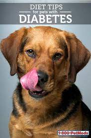 They also contain natural sugars which are healthy for a diabetic dog. 25 Diabetic Dog Recipes Ideas Dog Recipes Dog Food Recipes Healthy Dog Food Recipes