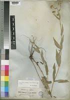 Image result for Guizotia scabra