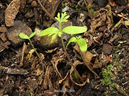 Image result for Tinnea coerulea