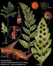 Image result for Rumohra adiantiformis