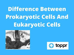 Maybe you would like to learn more about one of these? Difference Between Prokaryotic Cells And Eukaryotic Cells
