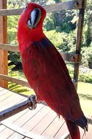 Lost Eclectus Parrot Bird Queensburgh Durban Metro Kwazulu-natal Kzn South Africa - L24019 Kwazulu Natal South Africa Parrot