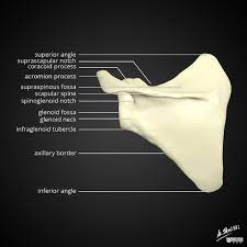 See more ideas about shoulder anatomy, anatomy, muscle anatomy. Scapula Anatomy Diagrams Radiology Case Radiopaedia Org
