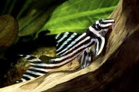 Black And White Striped Catfish Aquarium The Zebra Plec Learn Your Stripes By Julia Dignall The Only Thing Black And White About The Zebra Plec Is Its Beautiful M Aquarium Catfish Cool Fish Catfish