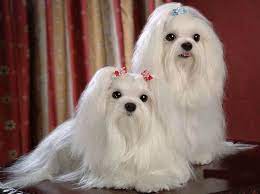 Maltese puppies for sale and dogs for adoption. Maltese Puppies Price In India Zoe Fans Blog Maltese Dogs Maltese Puppy Maltese Dog Breed