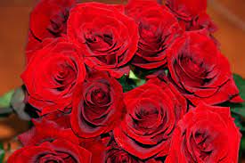 Red Roses Http Www Torange Es Com Plants Flowers Rosas Rojas Ramo De Flores Rosas 1423 Html Banco De Fotos Www Torange Flowers Beautiful Flowers Red Flowers